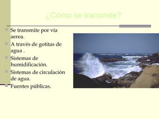 ¿Cómo se transmite?
 Se transmite por vía
aerea.
 A través de gotitas de
agua .
 Sistemas de
humidificación.
 Sistemas de circulación
de agua.
 Fuentes públicas.
 