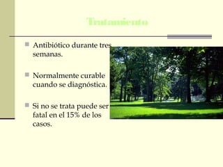Tratamiento
 Antibiótico durante tres
semanas.
 Normalmente curable
cuando se diagnóstica.
 Si no se trata puede ser
fatal en el 15% de los
casos.
 