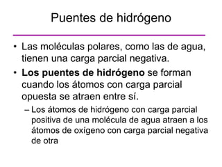 Puentes de hidrógeno
• Las moléculas polares, como las de agua,
tienen una carga parcial negativa.
• Los puentes de hidrógeno se forman
cuando los átomos con carga parcial
opuesta se atraen entre sí.
– Los átomos de hidrógeno con carga parcial
positiva de una molécula de agua atraen a los
átomos de oxígeno con carga parcial negativa
de otra
 