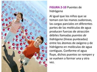 FIGURA 2-10 Puentes de
hidrógeno
Al igual que los niños que se
toman con las manos sudorosas,
las cargas parciales en diferentes
partes de las moléculas de agua
producen fuerzas de atracción
débiles llamadas puentes de
hidrógeno (líneas punteadas)
entre los átomos de oxígeno y de
hidrógeno en moléculas de agua
contiguas. Conforme el agua
fluye, dichos puentes se rompen y
se vuelven a formar una y otra
vez.
 