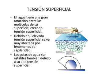 • El agua tiene una gran
atracción entre las
moléculas de su
superficie, creando
tensión superficial.
• Debido a su elevada
tensión superficial se ve
muy afectada por
fenómenos de
capilaridad.
• Las gotas de agua son
estables también debido
a su alta tensión
superficial.
TENSIÓN SUPERFICIAL
 