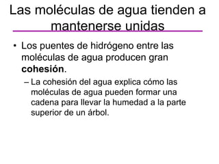 Las moléculas de agua tienden a
mantenerse unidas
• Los puentes de hidrógeno entre las
moléculas de agua producen gran
cohesión.
– La cohesión del agua explica cómo las
moléculas de agua pueden formar una
cadena para llevar la humedad a la parte
superior de un árbol.
 