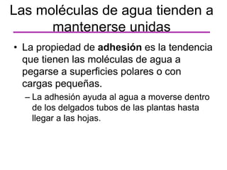 • La propiedad de adhesión es la tendencia
que tienen las moléculas de agua a
pegarse a superficies polares o con
cargas pequeñas.
– La adhesión ayuda al agua a moverse dentro
de los delgados tubos de las plantas hasta
llegar a las hojas.
Las moléculas de agua tienden a
mantenerse unidas
 