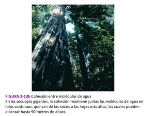 FIGURA 2-13b Cohesión entre moléculas de agua
En las secuoyas gigantes, la cohesión mantiene juntas las moléculas de agua en
hilos continuos, que van de las raíces a las hojas más altas, las cuales pueden
alcanzar hasta 90 metros de altura.
 