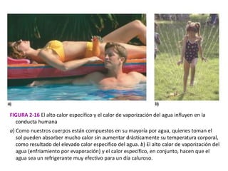 FIGURA 2-16 El alto calor específico y el calor de vaporización del agua influyen en la
conducta humana
a) Como nuestros cuerpos están compuestos en su mayoría por agua, quienes toman el
sol pueden absorber mucho calor sin aumentar drásticamente su temperatura corporal,
como resultado del elevado calor específico del agua. b) El alto calor de vaporización del
agua (enfriamiento por evaporación) y el calor específico, en conjunto, hacen que el
agua sea un refrigerante muy efectivo para un día caluroso.
 