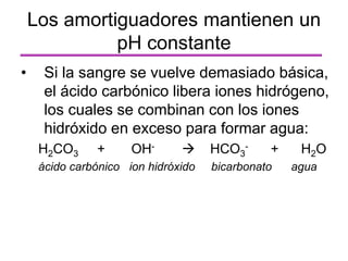 • Si la sangre se vuelve demasiado básica,
el ácido carbónico libera iones hidrógeno,
los cuales se combinan con los iones
hidróxido en exceso para formar agua:
H2CO3 + OH-  HCO3
- + H2O
ácido carbónico ion hidróxido bicarbonato agua
Los amortiguadores mantienen un
pH constante
 