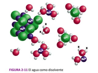 FIGURA 2-11 El agua como disolvente
 