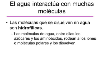 • Las moléculas que se disuelven en agua
son hidrofílicas.
– Las moléculas de agua, entre ellas los
azúcares y los aminoácidos, rodean a los iones
o moléculas polares y los disuelven.
El agua interactúa con muchas
moléculas
 