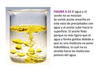 FIGURA 2-12 El agua y el
aceite no se mezclan
Se vertió aceite amarillo en
este vaso de precipitados con
agua y el aceite sube hacia la
superficie. El aceite flota
porque es más ligero que el
agua y forma gotitas debido a
que es una molécula no polar
hidrofóbica, la cual no es
atraída hacia las moléculas
polares del agua.
 
