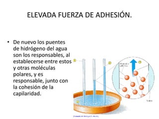 • De nuevo los puentes
de hidrógeno del agua
son los responsables, al
establecerse entre estos
y otras moléculas
polares, y es
responsable, junto con
la cohesión de la
capilaridad.
ELEVADA FUERZA DE ADHESIÓN.
 