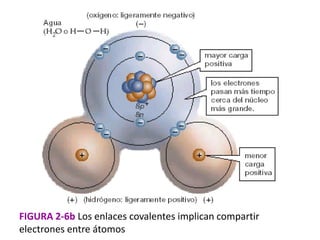 FIGURA 2-6b Los enlaces covalentes implican compartir
electrones entre átomos
 