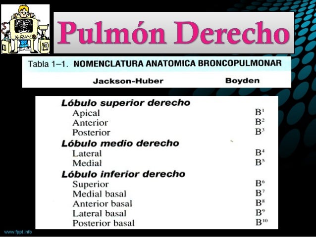 SEGMENTACION BRONCOPULMONAR EBOOK SEGMENTACION BRONCOPULMONAR EBOOK