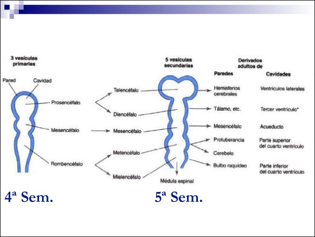 Embriologia Sistema Nervioso 2<script async src=