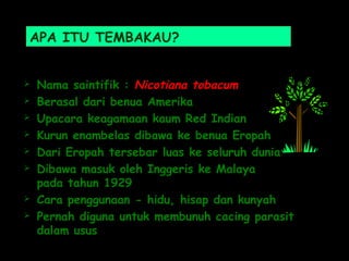 APA ITU TEMBAKAU?
 Nama saintifik : Nicotiana tobacum
 Berasal dari benua Amerika
 Upacara keagamaan kaum Red Indian
 Kurun enambelas dibawa ke benua Eropah
 Dari Eropah tersebar luas ke seluruh dunia
 Dibawa masuk oleh Inggeris ke Malaya
pada tahun 1929
 Cara penggunaan - hidu, hisap dan kunyah
 Pernah diguna untuk membunuh cacing parasit
dalam usus
 