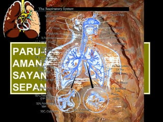 PARU-PARU KITA ADALAH
AMANAH ALLAH DAN
SAYANGILAHNYA
SEPANJANG HIDUP KITA
 