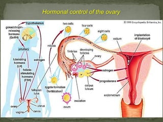 Hormonal control of the ovary
 