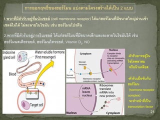 21
การออกฤทธิ์ของฮอร์โมน แบ่งตามโครงสร้างได้เป็น 2 แบบ
1.พวกที่มีตัวรับอยู่ที่ผนังเซลล์ (cell membrane receptor) ได้แก่ฮอร์โมนที่มีขนาดใหญ่ผ่านเข้า
เซลล์ไม่ได้ ไม่ละลายในไขมัน เช่น ฮอร์โมนโปรตีน
2.พวกที่มีตัวรับอยู่ภายในเซลล์ ได้แก่ฮอร์โมนที่มีขนาดเล็กและละลายในไขมันได้ เช่น
ฮอร์โมนสเตียรอยด์, ฮอร์โมนไทรอยด์, Vitamin D3, NO
-ตัวรับเมื่อจับกับ
ฮอร์โมน
(hormone-receptor
complex)
จะทาหน้าที่เป็น
transcription factor
-ตัวรับอาจอยู่ใน
ไซโตพลาสม
หรือนิวเคลียส
 