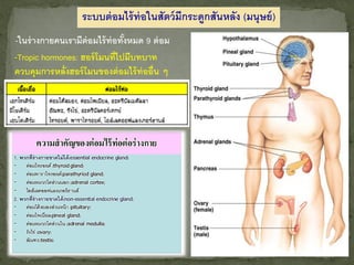 43
ระบบต่อมไร้ท่อในสัตว์มีกระดูกสันหลัง (มนุษย์)
-ในร่างกายคนเรามีต่อมไร้ท่อทั้งหมด 9 ต่อม
-Tropic hormones: ฮอร์โมนที่ไปมีบทบาท
ควบคุมการหลั่งฮอร์โมนของต่อมไร้ท่ออื่น ๆ
 