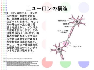 ニューロンの構造
ニューロンは他ニューロンか
らの情報・刺激を受ける
と、細胞体の電位が次第に
上がっていきます。 そして
その電位が一定の値（閾
値）を超えると、インパル
ス信号を出力します。この
現象を 発火といいます。軸
索の先端にあるシナプスか
ら神経伝達物質と呼ばれる
科学物質が放出されます。
そして、その神経伝達物質
を樹状突起上のイオンチャ
ンネルが受け取ります。
http://www.geocities.co.jp/SiliconValley-Cupertino/3384/nn/NN.html
http://merckmanuals.jp/home/%E8%84%B3%E3%80%81%E8%84%8A%E9%AB
%84%E3%80%81%E7%A5%9E%E7%B5%8C%E3%81%AE
%E7%97%85%E6%B0%97/%E7%A5%9E%E7%B5%8C%E7%B3%BB
%E3%81%AE%E3%81%97%E3%81%8F%E3%81%BF
%E3%81%A8%E5%83%8D%E3%81%8D/%E7%A5%9E%E7%B5%8C.html
 