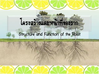 Structure and Function of the Root
โครงสร้างและหน้าที่ของราก
 