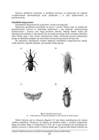 „Projekt współfinansowany ze środków Europejskiego Funduszu Społecznego”
27
Surowce dodatkowe stosowane w produkcji pieczywa są dostarczane do piekarni
w opakowaniach przewidzianych przez producenta i w tych opakowaniach są
przechowywane.
Szkodniki magazynowe
Szkodnikami magazynowymi są gryzonie i owady oraz pajęczaki.
Najczęściej spotykanymi gryzoniami są myszy i szczury. Oprócz tego, że zjadają one
przechowywane surowce to uszkadzają opakowania i sam budynek, zanieczyszczają
pomieszczenia i surowce oraz mogą przenosić choroby. Dlatego bardzo ważne jest
zabezpieczenie budynku w taki sposób, aby nie mogły one dostać się do wewnątrz (dół drzwi
obity blachą, okna i inne otwory zabezpieczone siatką. Zwalczanie gryzoni (deratyzacja)
polega na zakładaniu pułapek oraz stosowaniu trucizn przeznaczonych do tego celu.
Do najczęściej spotykanych owadów będących szkodnikami magazynowymi należą:
wołek zbożowy, mącznik młynarek, mól ziarniak, mklik mączny.
Rys. 2. Szkodniki zbożowe [9]
a) wołek zbożowy, b) mącznik młynarek, c) mól ziarniak, d) mklik mączny
Wołek zbożowy jest to chrząszcz długości 2–5 mm barwy jasnobrązowej do czarnej
z lekkim połyskiem. Chrząszcze są odporne na działanie niskiej i wysokiej temperatury.
Mogą żyć bardzo długo w temperaturze 6–10ºC, ale w tych warunkach nie rozmnażają się.
Samica wywierca w ziarnie otwór, w którym składa jajo. Z jaja po kilku dniach wykluwa się
a) b)
c) d)
 