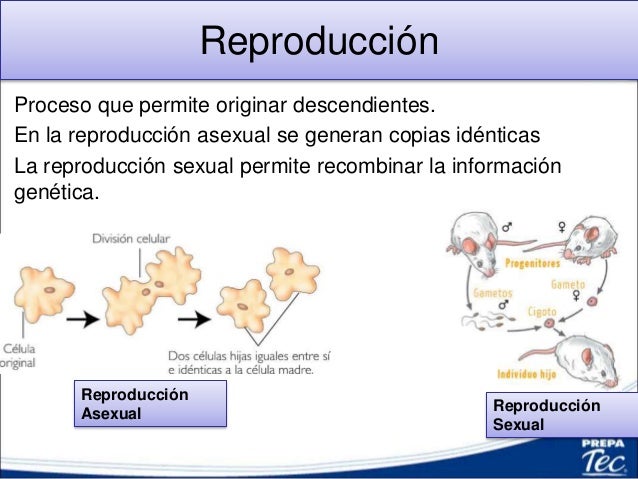 Problemas de coordinación y de motricidad fina.