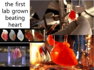 the first
lab grown
beating
heart
 