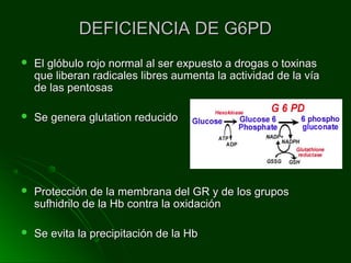 DEFICIENCIA DE G6PDDEFICIENCIA DE G6PD
 El glóbulo rojo normal al ser expuesto a drogas o toxinasEl glóbulo rojo normal al ser expuesto a drogas o toxinas
que liberan radicales libres aumenta la actividad de la víaque liberan radicales libres aumenta la actividad de la vía
de las pentosasde las pentosas
 Se genera glutation reducidoSe genera glutation reducido
 Protección de la membrana del GR y de los gruposProtección de la membrana del GR y de los grupos
sufhidrilo de la Hb contra la oxidaciónsufhidrilo de la Hb contra la oxidación
 Se evita la precipitación de la HbSe evita la precipitación de la Hb
 