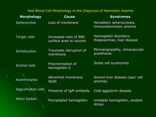 Red Blood Cell Morphology in the Diagnosis of Hemolytic AnemiaRed Blood Cell Morphology in the Diagnosis of Hemolytic Anemia
MorphologyMorphology CauseCause SyndromesSyndromes
SpherocytesSpherocytes
Target cellsTarget cells
SchistocytesSchistocytes
Sickled cellsSickled cells
AcanthocytesAcanthocytes
Agglutinated cellsAgglutinated cells
Heinz bodiesHeinz bodies
Loss of membraneLoss of membrane
Increased ratio of RBCIncreased ratio of RBC
surface area to volumesurface area to volume
Traumatic disruption ofTraumatic disruption of
membranemembrane
Polymerization ofPolymerization of
hemoglobin Shemoglobin S
Abnormal membraneAbnormal membrane
lipidslipids
Presence of IgM antibodyPresence of IgM antibody
Precipitated hemoglobinPrecipitated hemoglobin
Hereditary spherocytosis,Hereditary spherocytosis,
immunohemolytic anemiaimmunohemolytic anemia
Hemoglobin disorders:Hemoglobin disorders:
thalassemias; liver diseasethalassemias; liver disease
Microangiopathy, intravascularMicroangiopathy, intravascular
prosthesesprostheses
Sickle cell syndromesSickle cell syndromes
Severe liver disease (spur cellSevere liver disease (spur cell
anemia)anemia)
Cold agglutinin diseaseCold agglutinin disease
Unstable hemoglobin, oxidantUnstable hemoglobin, oxidant
stressstress
 