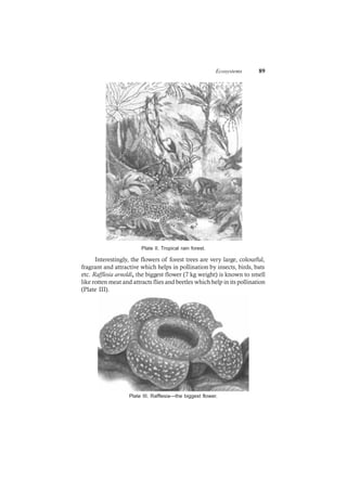 Ecosystems 89
Plate II. Tropical rain forest.
Interestingly, the flowers of forest trees are very large, colourful,
fragrant and attractive which helps in pollination by insects, birds, bats
etc. Rafflesia arnoldi, the biggest flower (7 kg weight) is known to smell
like rotten meat and attracts flies and beetles which help in its pollination
(Plate III).
Plate III. Rafflesia—the biggest flower.
 