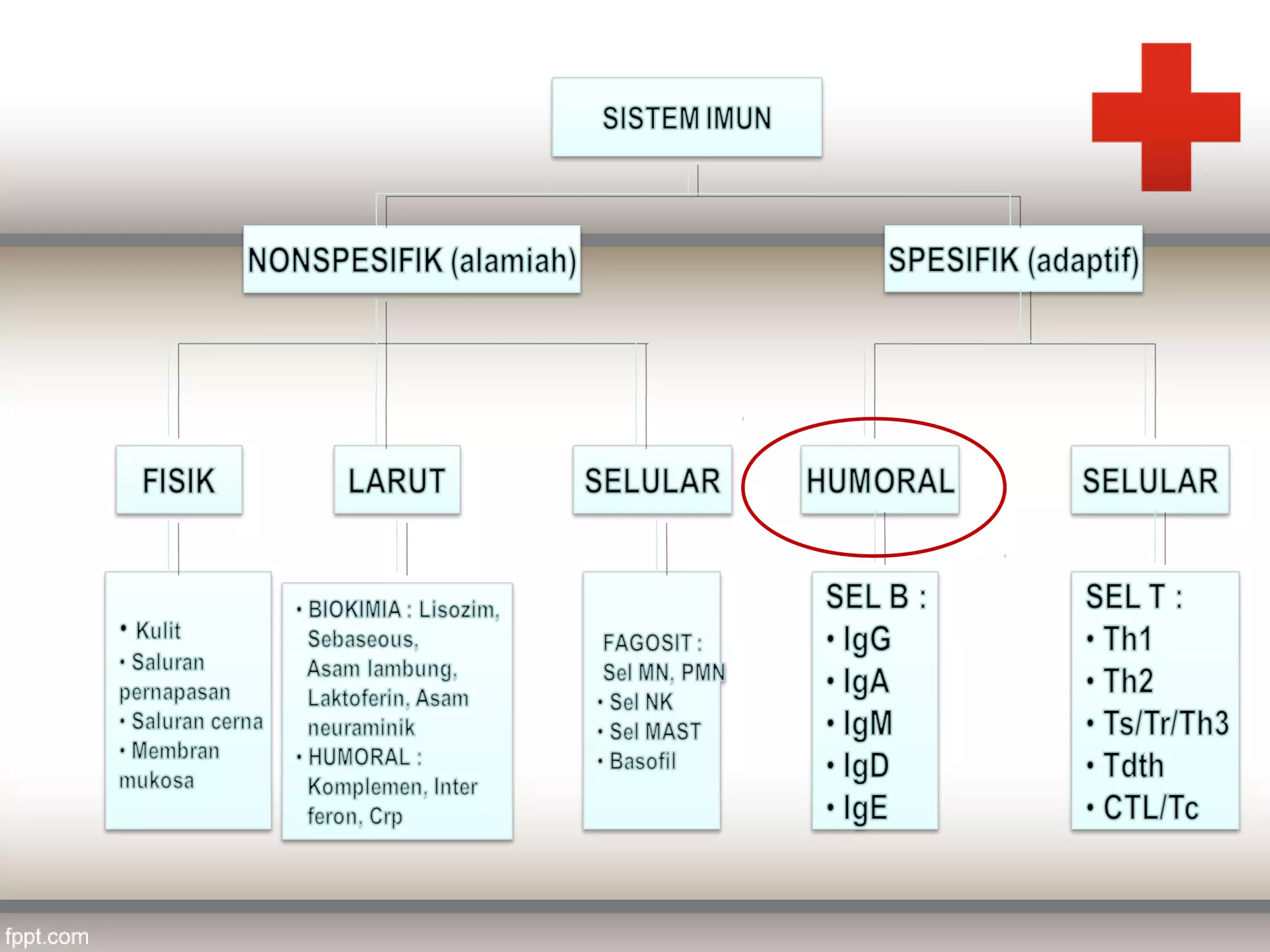 2 Sistem Imunologi Ppt