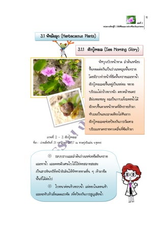 เล่มที่ 2
หน่วยการเรียนรู้ที่ 2 สิ่งมีชีวิตและการดารงชีวิตบริเวณชายหาด
12
3.1 พืชล้มลุก (Herbaceous Plants)
ภาพที่ 2 - 3 ผักบุ้งทะเล
ที่มา : ถ่ายเมื่อวันที่ 31 กรกฎาคม 2557 ณ หาดทุ่งวัวแล่น จ.ชุมพร
พืชบุกเบิกหน้าหาด ลาต้นเหนียว
ขึ้นทอดต่อกันเป็นร่างแหคลุมพื้นทราย
โดยมีรากทาหน้าที่ยึดพื้นทรายและหาน้า
ผักบุ้งทะเลจะขึ้นอยู่เป็นหย่อม ขยาย
บริเวณไม่กว้างมากนัก ดอกคล้ายแตร
สีม่วงอมชมพู ผลเป็นกาบแข็งลอยน้าได้
มักพบขึ้นตามหน้าหาดที่มีทรายเข้ามา
ทับถมเป็นแนวลาดเอียงไม่ชันมาก
ผักบุ้งทะเลจะช่วยป้องกันการกัดเซาะ
บริเวณหาดทรายจากคลื่นที่ซัดเข้ามา
 ระบบรากและลาต้นร่างแหช่วยยึดผืนทราย
และหาน้า และคอยดักเศษใบไม้ไว้ย่อยสลายสะสม
เป็นสารอินทรีย์หน้าผิวดินให้พืชชายหาดอื่น ๆ เข้ามายึด
พื้นที่ได้ต่อไป
 ใบหนาค่อนข้างอวบน้า แผ่ออกในตอนเช้า
และจะพับเข้าเมื่อแดดแรงจัด เพื่อป้องกันการสูญเสียน้า
3.1.1 ผักบุ้งทะเล (Sea Morning Glory)
 