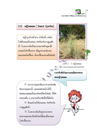 เล่มที่ 2
หน่วยการเรียนรู้ที่ 2 สิ่งมีชีวิตและการดารงชีวิตบริเวณชายหาด
13
ภาพที่ 2 - 4 หญ้าลอยลม
ที่มา : http://www.biogang.net/biodiversity
หญ้าบุกเบิกหน้าหาด ลาต้นแข็ง เหนียว
ใบมีลักษณะม้วนแหลม ช่วยป้องกันการสูญเสีย
น้า ใบงอกจากต้นเป็นดาวกระจายมักหลุดกลิ้ง
ตามลมไปกับพื้นทราย เมื่อถูกทรายปลิวกลบ
จะแทงยอดใหม่ขึ้นมา มักพบขึ้นตามหาดที่แห้งแล้ง
3.1.2 หญ้าลอยลม ( Beach Spinifex)
การปรับตัวกับสภาพแวดล้อมชายหาด
ของหญ้าลอยลม
 ระบบรากและลาต้นแบบร่างแหช่วยยึด
ผืนทรายและหาน้า และคอยดักเศษใบไม้ไว้
ย่อยสลายสะสมเป็นสารอินทรีย์หน้าผิวดิน ให้พืช
ชายหาดอื่น ๆ สามารถเข้ามายึดพื้นที่ได้ต่อไป
 ต้นและใบแข็งม้วนแหลม ช่วยป้องกัน
การสูญเสียน้า
 ใบงอกจากต้นเป็นรูปดาวกระจาย
สามารถแตกออกเป็นต้นใหม่ได้โดยกลิ้งตามลม
ไปกับพื้นทราย
 