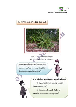 เล่มที่ 2
หน่วยการเรียนรู้ที่ 2 สิ่งมีชีวิตและการดารงชีวิตบริเวณชายหาด
15
ภาพที่ 2 – 6 พลับพลึงทะเลหรือพลึงเล
ที่มา : http://www.biogang.net/biodiversity
3.1.4 พลับพลึงทะเล หรือ พลึงเล (Sea Lily)
พลับพลึงทะเลจะขึ้นเป็นดงยาวไปตามหน้าหาด
ใบยาวหนาค่อนข้างอวบน้า รากเหนียวแผ่กว้าง
เชื่อมต่อกันจากต้นหนึ่งไปยังอีกต้นหนึ่ง
การปรับตัวกับสภาพแวดล้อมชายหาดของพลับพลึงทะเล
 ระบบรากเป็นร่างแหขนาดใหญ่ ทาหน้าที่
ช่วยยึดผืนหาดและหาน้า
 ใบหนา ค่อนข้างอวบน้า ผิวมันวาว
ช่วยสะท้อนแสงแดดและป้องกันการสูญเสียน้า
 