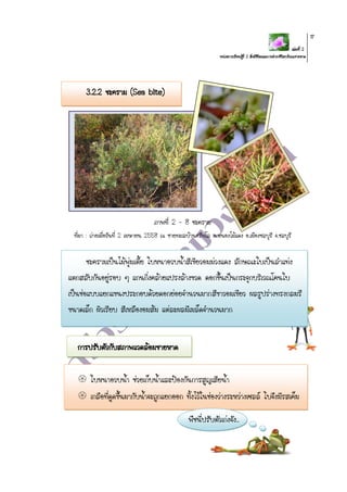 เล่มที่ 2
หน่วยการเรียนรู้ที่ 2 สิ่งมีชีวิตและการดารงชีวิตบริเวณชายหาด
17
3.2.2 ชะคราม (Sea blite)
ภาพที่ 2 - 8 ชะคราม
ที่มา : ถ่ายเมื่อวันที่ 2 เมษายน 2558 ณ ชายทะเลบ้านศรีพโล ต.หนองไม้แดง อ.เมืองชลบุรี จ.ชลบุรี
ชะครามเป็นไม้พุ่มเตี้ย ใบหนาอวบน้าสีเขียวอมม่วงแดง ลักษณะใบเป็นลาแท่ง
แตกสลับกันอยู่รอบ ๆ แกนกิ่งคล้ายแปรงล้างขวด ดอกขึ้นเป็นกระจุกบริเวณโคนใบ
เป็นช่อแบบแยกแขนงประกอบด้วยดอกย่อยจานวนมากสีขาวอมเขียว ผลรูปร่างทรงกลมรี
ขนาดเล็ก ผิวเรียบ สีเหลืองอมส้ม แต่ละผลมีเมล็ดจานวนมาก
การปรับตัวกับสภาพแวดล้อมชายหาด
 ใบหนาอวบน้า ช่วยเก็บน้าและป้องกันการสูญเสียน้า
 เกลือที่ดูดขึ้นมากับน้าจะถูกแยกออก ทิ้งไว้ในช่องว่างระหว่างเซลล์ ใบจึงมีรสเค็ม
พืชนี่ปรับตัวเก่งจัง..
 