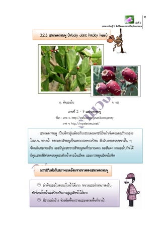 เล่มที่ 2
หน่วยการเรียนรู้ที่ 2 สิ่งมีชีวิตและการดารงชีวิตบริเวณชายหาด
18
3.2.3 เสมาดอกชมพู (Wooly Joint Prickly Pear)
ก. ต้นและใบ ข. ผล
ภาพที่ 2 - 9 เสมาดอกชมพู
ที่มา : ภาพ ก. http://www.biogang.net/biodiversity
ภาพ ข. http://nopalextract.net/
เสมาดอกชมพู เป็นพืชกลุ่มเดียวกับกระบองเพชรมีถิ่นกาเนิดจากอเมริกากลาง
ใบแบน อวบน้า ออกดอกสีชมพูเป็นดอกกรวยทรงป้อม มีกลีบดอกอวบหนาสั้น ๆ
ซ้อนกันหลายกลีบ และมีพู่เกสรยาวสีชมพูสดที่ปลายดอก ผลสีแดง ผลและใบกินได้
มีคุณสมบัติช่วยควบคุมระดับน้าตาลในเลือด และการหมุนเวียนโลหิต
การปรับตัวกับสภาพแวดล้อมชายหาดของเสมาดอกชมพู
 ลาต้นและใบอวบเก็บน้าได้มาก หนามและผิวหนาของใบ
ยังช่วยเก็บน้าและป้องกันการสูญเสียน้าได้มาก
 มีรากแผ่กว้าง ช่วยยึดพื้นทรายและขยายพื้นที่หาน้า
 