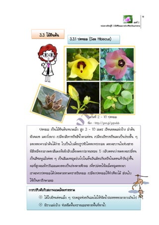 เล่มที่ 2
หน่วยการเรียนรู้ที่ 2 สิ่งมีชีวิตและการดารงชีวิตบริเวณชายหาด
19
3.3 ไม้ยืนต้น
ภาพที่ 2 - 10 ปอทะเล
ที่มา : http://goo.gl/gqnxbb
ปอทะเล เป็นไม้ยืนต้นขนาดเล็ก สูง 3 - 10 เมตร เรือนยอดแผ่กว้าง ลาต้น
มักคดงอ แตกกิ่งมาก เปลือกสีเทาหรือสีน้าตาลอ่อน เปลือกเรียบหรือแตกเป็นร่องตื้น ๆ
ลอกออกจากลาต้นได้ง่าย ใบเป็นใบเดี่ยวรูปหัวใจออกทรงกลม ดอกจะบานในช่วงสาย
มีสีเหลืองกลางดอกสีแดงเข้มมีกลีบเลี้ยงดอกปลายแหลม 5 กลีบตอนบ่ายดอกจะเปลี่ยน
เป็นสีชมพูแล้วค่อย ๆ เป็นสีแดงหลุดร่วงไปในเย็นวันเดียวกันหรือในตอนเช้าวันรุ่งขึ้น
ผลที่สุกจะแห้งปริและแตกออกเป็นร่องตามซีกผล เพื่อปล่อยให้เมล็ดหลุดออกมา
เราจะพบปอทะเลได้บ่อยตามหาดทรายริมทะเล เปลือกปอทะเลใช้ทาเชือกได้ ส่วนใบ
ใช้เป็นยารักษาแผล
การปรับตัวกับสภาพแวดล้อมชายหาด
 ใต้ใบมีขนอ่อนเล็ก ๆ ปกคลุมช่วยกันลมไม่ให้พัดน้าระเหยออกมามากเกินไป
 มีรากแผ่กว้าง ช่วยยึดพื้นทรายและขยายพื้นที่หาน้า
3.3.1 ปอทะเล (Sea Hibiscus)
 