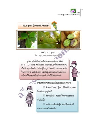 เล่มที่ 2
หน่วยการเรียนรู้ที่ 2 สิ่งมีชีวิตและการดารงชีวิตบริเวณชายหาด
21
3.3.3 หูกวาง (Tropical Almond)
ภาพที่ 2 - 12 หูกวาง
ที่มา : http://www.niyommit.org/botanic/
หูกวาง เป็นไม้ยืนต้นผลัดใบขนาดกลางถึงขนาดใหญ่
สูง 8 - 28 เมตร เปลือกเรียบ กิ่งแตกรอบลาต้นตามแนวนอน
เป็นชั้น ๆ คล้ายฉัตร ใบใหญ่เป็นรูปไข่ ดอกสีขาวนวลขนาดเล็ก
ขึ้นเป็นช่อยาว ไม่มีกลีบดอก ผลเป็นรูปไข่ค่อนข้างแบนเล็กน้อย
เมล็ดกินได้รสชาติคล้ายถั่วอัลมอนด์ แก่นไม้ใช้ทาสีย้อมผ้า
การปรับตัวกับสภาพแวดล้อมชายหาดของหูกวาง
 ใบค่อนข้างหนา อุ้มน้า มีผิวเคลือบใบหนา
ป้องกันการสูญเสียน้า
 มีรากแผ่กว้าง ช่วยยึดพื้นทรายและขยาย
พื้นที่หาน้า
 ผลมีกากเหนียวห่อหุ้ม ช่วยให้ลอยน้าได้
สามารถกระจายไปกับคลื่น
 