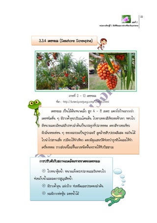 เล่มที่ 2
หน่วยการเรียนรู้ที่ 2 สิ่งมีชีวิตและการดารงชีวิตบริเวณชายหาด
22
3.3.4 เตยทะเล (Seashore Screwpine)
ภาพที่ 2 - 13 เตยทะเล
ที่มา : http://board.postjung.com/556543.html
เตยทะเล เป็นไม้ต้นขนาดเล็ก สูง 4 - 8 เมตร แตกกิ่งก้านมากกว่า
เตยชนิดอื่น ๆ มีรากค้าจุนบริเวณโคนต้น ใบยาวออกสีเขียวอมฟ้าเทา ขอบใบ
มีหนามแตกเวียนสลับรอบลาต้นเป็นกระจุกที่ปลายยอด ดอกสีขาวอมเขียว
มีกลิ่นหอมอ่อน ๆ ออกผลรวมเป็นรูปกลมรี ดูคล้ายสับปะรดสีแสด ผลกินได้
ใบนาไปสานเสื่อ เปลือกใช้ทาเชือก ดอกมีคุณสมบัติช่วยบารุงหัวใจและใช้ทา
เครื่องหอม รากส่วนที่โผล่ขึ้นมาเหนือพื้นทรายใช้ขับปัสสาวะ
การปรับตัวกับสภาพแวดล้อมชายหาดของเตยทะเล
 ใบหนาอุ้มน้า หนามแข็งตรงปลายและริมขอบใบ
ช่วยเก็บน้าและลดการสูญเสียน้า
 มีรากค้าจุน แผ่กว้าง ช่วยยึดและประคองลาต้น
 ผลมีกากห่อหุ้ม ลอยน้าได้
 