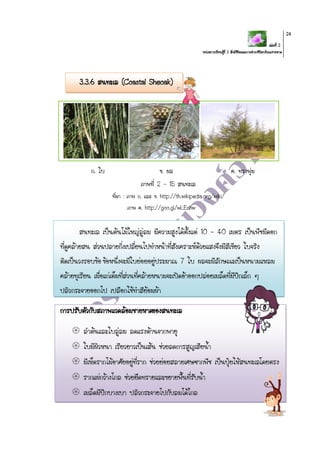 เล่มที่ 2
หน่วยการเรียนรู้ที่ 2 สิ่งมีชีวิตและการดารงชีวิตบริเวณชายหาด
24
3.3.6 สนทะเล (Coastal Sheoak)
ก. ใบ ข. ผล ค. ทรงพุ่ม
ภาพที่ 2 - 15 สนทะเล
ที่มา : ภาพ ก. และ ข. http://th.wikipedia.org/wiki/
ภาพ ค. http://goo.gl/wLEshw
สนทะเล เป็นต้นไม้ใหญ่ลู่ลม มีความสูงได้ตั้งแต่ 10 - 40 เมตร เป็นพืชมีดอก
ที่ดูคล้ายสน ส่วนปลายกิ่งเปลี่ยนไปทาหน้าที่สังเคราะห์ด้วยแสงจึงมีสีเขียว ใบจริง
ติดเป็นวงรอบข้อข้อหนึ่งจะมีใบย่อยอยู่ประมาณ 7 ใบ ผลจะมีลักษณะเป็นหนามแหลม
คล้ายทุเรียน เมื่อแก่เต็มที่ส่วนที่คล้ายหนามจะเปิดอ้าออกปล่อยเมล็ดที่มีปีกเล็ก ๆ
ปลิวกระจายออกไป เปลือกใช้ทาสีย้อมผ้า
การปรับตัวกับสภาพแวดล้อมชายหาดของสนทะเล
 ลาต้นและใบลู่ลม ลดแรงต้านจากพายุ
 ใบมีผิวหนา เรียวยาวเป็นเส้น ช่วยลดการสูญเสียน้า
 มีเห็ดรากไม้อาศัยอยู่ที่ราก ช่วยย่อยสลายเศษซากพืช เป็นปุ๋ยให้สนทะเลโดยตรง
 รากแผ่กว้างไกล ช่วยยึดทรายและขยายพื้นที่รับน้า
 เมล็ดมีปีกบางเบา ปลิวกระจายไปกับลมได้ไกล
 