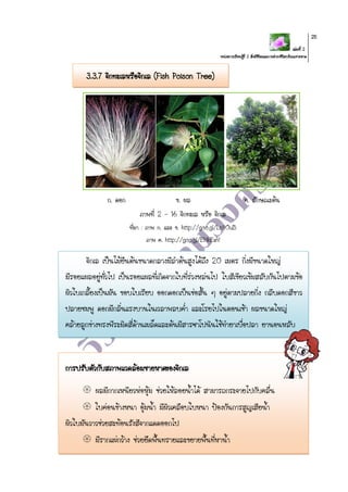 เล่มที่ 2
หน่วยการเรียนรู้ที่ 2 สิ่งมีชีวิตและการดารงชีวิตบริเวณชายหาด
25
3.3.7 จิกทะเลหรือจิกเล (Fish Poison Tree)
ก. ดอก ข. ผล ค. ลักษณะต้น
ภาพที่ 2 - 16 จิกทะเล หรือ จิกเล
ที่มา : ภาพ ก. และ ข. http://goo.gl/Ln9OuB
ภาพ ค. http://goo.gl/EHkEeV
จิกเล เป็นไม้ยืนต้นขนาดกลางมีลาต้นสูงได้ถึง 20 เมตร กิ่งมีขนาดใหญ่
มีรอยแผลอยู่ทั่วไป เป็นรอยแผลที่เกิดจากใบที่ร่วงหล่นไป ใบสีเขียวเข้มสลับกันไปตามข้อ
ผิวใบเกลี้ยงเป็นมัน ขอบใบเรียบ ออกดอกเป็นช่อสั้น ๆ อยู่ตามปลายกิ่ง กลีบดอกสีขาว
ปลายชมพู ดอกมีกลิ่นแรงบานในเวลาพลบค่า และโรยไปในตอนเช้า ผลขนาดใหญ่
คล้ายลูกข่างทรงพีระมิดสี่ด้านเมล็ดและต้นมีสารซาโปนินใช้ทายาเบื่อปลา ยานอนหลับ
การปรับตัวกับสภาพแวดล้อมชายหาดของจิกเล
 ผลมีกากเหนียวห่อหุ้ม ช่วยให้ลอยน้าได้ สามารถกระจายไปกับคลื่น
 ใบค่อนข้างหนา อุ้มน้า มีผิวเคลือบใบหนา ป้องกันการสูญเสียน้า
ผิวใบมันวาวช่วยสะท้อนรังสีจากแดดออกไป
 มีรากแผ่กว้าง ช่วยยึดพื้นทรายและขยายพื้นที่หาน้า
 