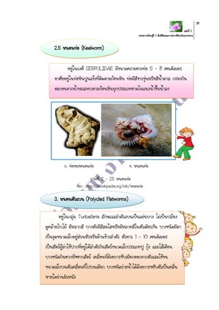 เล่มที่ 2
หน่วยการเรียนรู้ที่ 2 สิ่งมีชีวิตและการดารงชีวิตบริเวณชายหาด
38
2.5 หนอนท่อ (Keelworm)
ก. ท่อของหนอนท่อ ข. หนอนท่อ
ภาพที่ 2 – 25 หนอนท่อ
ที่มา : http://th.wikipedia.org/wiki/หนอนท่อ
3. หนอนตัวแบน (Polyclad Flatworms)
อยู่ในวงศ์ SERPULIDAE มีขนาดความยาวท่อ 5 – 8 เซนติเมตร
อาศัยอยู่ในท่อหินปูนแข็งที่ติดตามก้อนหิน ท่อมีสีขาวขุ่นหรือสีน้าตาล กรองกิน
ตะกอนจากน้าทะเลพบตามก้อนหินทุกประเภทหาดในแนวน้าขึ้นน้าลง
อยู่ในกลุ่ม Turbellaria ลักษณะลาตัวแบนเป็นแผ่นบาง ไม่เป็นปล้อง
ดูคล้ายใบไม้ มีหลากสี บางตัวมีสีสดใสหรือมีหลายสีในตัวเดียวกัน บางชนิดมีตา
เป็นจุดขนาดเล็กอยู่ส่วนหัวหรือด้านข้างลาตัว ตัวยาว 1 – 10 เซนติเมตร
เป็นสัตว์ผู้ล่าใช้ปากที่อยู่ใต้ลาตัวกินสัตว์ขนาดเล็กประเภทปู กุ้ง และไส้เดือน
บางชนิดกินซากพืชซากสัตว์ เคลื่อนที่ด้วยการขับเมือกออกจากตัวและใช้ขน
ขนาดเล็กบนตัวเคลื่อนที่ไปบนเมือก บางชนิดว่ายน้าได้ด้วยการขยับตัวเป็นคลื่น
หายใจผ่านผิวหนัง
 