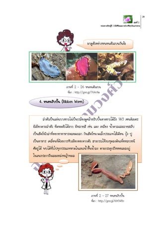 เล่มที่ 2
หน่วยการเรียนรู้ที่ 2 สิ่งมีชีวิตและการดารงชีวิตบริเวณชายหาด
39
ภาพที่ 2 – 26 หนอนตัวแบน
ที่มา : http://goo.gl/764n9e
4. หนอนริบบิ้น (Ribbon Worm)
ภาพที่ 2 – 27 หนอนริบบิ้น
ที่มา : http://goo.gl/6H048o
มาดูตัวอย่างหนอนตัวแบนกันจ้ะ
ลาตัวเป็นแผ่นบางยาวไม่เป็นปล้องดูคล้ายริบบิ้นอาจยาวได้ถึง 140 เซนติเมตร
มีเมือกตามลาตัว ยืดหดตัวได้มาก มีหลายสี เช่น แดง เหลือง น้าตาลและลายสลับ
เป็นสัตว์นักล่าที่ออกหาอาหารตลอดเวลา กินสัตว์ขนาดเล็กประเภทไส้เดือน กุ้ง ปู
เป็นอาหาร เคลื่อนที่ด้วยการขับเมือกออกจากตัว สามารถใช้งวงขุดลงดินเพื่อหลบหนี
ศัตรูได้ พบได้ทั่วไปทุกประเภทหาดในแนวน้าขึ้นน้าลง ตามกระจุกรังหอยแมลงภู่
ในแนวปะการังและแหล่งหญ้าทะเล
 