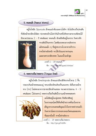 เล่มที่ 2
หน่วยการเรียนรู้ที่ 2 สิ่งมีชีวิตและการดารงชีวิตบริเวณชายหาด
40
5. หนอนถั่ว (Peanut Worms)
ภาพที่ 2 - 28 หนอนถั่ว
ที่มา : http://www.tamug.edu/schulze/
6. หอยปากเป็ด/หอยราก (Tongue Shell)
อยู่ในไฟลัม Sipuncula ลักษณะลาตัวกลมยาวไม่มีขา ผิวไม่เรียบเป็นร่องสัน
ทั่วตัวคล้ายเปลือกถั่วลิสง ปลายสองด้านไม่เท่ากันด้านหนึ่งเรียวยาวสามารถยืดหดได้
มีขนาดประมาณ 2 – 8 เซนติเมตร หนอนถั่ว มักจะฝังตัวอยู่ในทราย กินซากพืช
ซากสัตว์เป็นอาหาร โดยยืดงวงออกมาบนผิวทราย
แล้วหนวดเล็ก ๆ ที่อยู่รอบปากโบกอาหารเข้าปาก
หายใจผ่านผิวหนัง พบได้บริเวณทรายปนเลน
และตามซากเปลือกหอย ในแนวน้าลงต่าสุด
อยู่ในไฟลัม Brachiopoda ลักษณะเปลือกสีเขียวปนน้าตาล 2 ชิ้น
ประกบกันคล้ายหอยแมลงภู่ ขอบเปลือกมีขนเรียงเป็นแนวรอบ มีเอ็นยาวคล้าย
หาง (ราก) โผล่ออกมาจากปลายเปลือกด้านแหลม ขนาดยาวประมาณ 4 – 5
เซนติเมตร (ไม่รวมหาง) หอยปากเป็ดเป็นสัตว์โบราณคล้ายหอยสองฝา
แต่ไม่จัดอยู่ในกลุ่มหอย ฝังตัวอาศัยอยู่
ในทรายเลนโดยใช้เอ็นที่คล้ายรากหยั่งลงในทราย
เมื่อถูกรบกวนจะหดตัวมุดลงไปในทรายอย่างรวดเร็ว
กินอาหารโดยการกรองเอาแพลงก์ตอนและตะกอน
ที่ละลายในน้า หายใจผ่านผิวบาง
ภาพที่ 2 – 29 หอยปากเป็ด/หอยราก
ที่มา : http://goo.gl/Dd3i8m
 