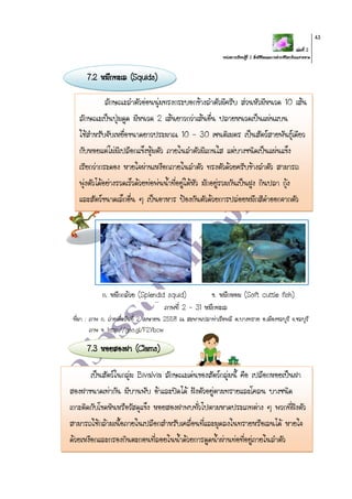 เล่มที่ 2
หน่วยการเรียนรู้ที่ 2 สิ่งมีชีวิตและการดารงชีวิตบริเวณชายหาด
43
7.2 หมึกทะเล (Squids)
ก. หมึกกล้วย (Splendid squid) ข. หมึกหอม (Soft cuttle fish)
ภาพที่ 2 – 31 หมึกทะเล
ที่มา : ภาพ ก. ถ่ายเมื่อวันที่ 2 เมษายน 2558 ณ สะพานปลาท่าเรือพลี ต.บางทราย อ.เมืองชลบุรี จ.ชลบุรี
ภาพ ข. http://goo.gl/F2Ybcw
7.3 หอยสองฝา (Clams)
ลักษณะลาตัวอ่อนนุ่มทรงกระบอกข้างลาตัวมีครีบ ส่วนหัวมีหนวด 10 เส้น
ลักษณะเป็นปุ่มดูด มีหนวด 2 เส้นยาวกว่าเส้นอื่น ปลายหนวดเป็นแผ่นแบน
ใช้สาหรับจับเหยื่อขนาดยาวประมาณ 10 – 30 เซนติเมตร เป็นสัตว์สายพันธุ์เดียว
กับหอยแต่ไม่มีเปลือกแข็งหุ้มตัว ภายในลาตัวมีแกนใส แต่บางชนิดเป็นแผ่นแข็ง
เรียกว่ากระดอง หายใจผ่านเหงือกภายในลาตัว ทรงตัวด้วยครีบข้างลาตัว สามารถ
พุ่งตัวได้อย่างรวดเร็วด้วยท่อพ่นน้าที่อยู่ใต้หัว มักอยู่รวมกันเป็นฝูง กินปลา กุ้ง
และสัตว์ขนาดเล็กอื่น ๆ เป็นอาหาร ป้องกันตัวด้วยการปล่อยหมึกสีดาออกจากตัว
เป็นสัตว์ในกลุ่ม Bivalvia ลักษณะเด่นของสัตว์กลุ่มนี้ คือ เปลือกหอยเป็นฝา
สองฝาขนาดเท่ากัน มีบานพับ อ้าและปิดได้ ฝังตัวอยู่ตามทรายและโคลน บางชนิด
เกาะติดกับโขดหินหรือวัสดุแข็ง หอยสองฝาพบทั่วไปตามหาดประเภทต่าง ๆ พวกที่ฝังตัว
สามารถใช้กล้ามเนื้อภายในเปลือกสาหรับเคลื่อนที่และมุดลงในทรายหรือเลนได้ หายใจ
ด้วยเหงือกและกรองกินตะกอนที่ลอยในน้าด้วยการดูดน้าผ่านท่อที่อยู่ภายในลาตัว
 