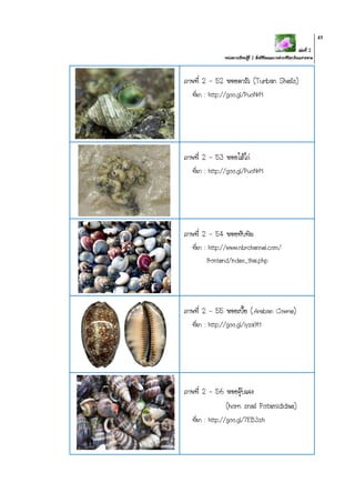 เล่มที่ 2
หน่วยการเรียนรู้ที่ 2 สิ่งมีชีวิตและการดารงชีวิตบริเวณชายหาด
49
ภาพที่ 2 – 52 หอยตาวัว (Turban Shells)
ที่มา : http://goo.gl/PuoNrM
ภาพที่ 2 – 53 หอยไส้ไก่
ที่มา : http://goo.gl/PuoNrM
ภาพที่ 2 – 54 หอยทับทิม
ที่มา : http://www.nbrchannel.com/
frontend/index_thai.php
ภาพที่ 2 – 55 หอยเบี้ย (Arabian Cowrie)
ที่มา : http://goo.gl/iyza9H
ภาพที่ 2 – 56 หอยจุ๊บแจง
(horn snail Potamididae)
ที่มา : http://goo.gl/7EB3zh
 