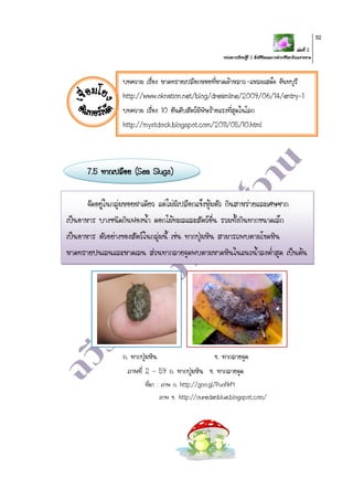 เล่มที่ 2
หน่วยการเรียนรู้ที่ 2 สิ่งมีชีวิตและการดารงชีวิตบริเวณชายหาด
52
บทความ เรื่อง หาดทรายเปลือกหอยที่หาดเจ้าหลาว-แหลมเสด็จ จันทบุรี
http://www.oknation.net/blog/dreamline/2009/06/14/entry-1
บทความ เรื่อง 10 อันดับสัตว์มีพิษร้ายแรงที่สุดในโลก
http://mystdock.blogspot.com/2011/05/10.html
7.5 ทากเปลือย (Sea Slugs)
จัดอยู่ในกลุ่มหอยฝาเดียว แต่ไม่มีเปลือกแข็งหุ้มตัว กินสาหร่ายและเศษซาก
เป็นอาหาร บางชนิดกินฟองน้า ดอกไม้ทะเลและสัตว์อื่น รวมทั้งกินทากขนาดเล็ก
เป็นอาหาร ตัวอย่างของสัตว์ในกลุ่มนี้ เช่น ทากปุ่มหิน สามารถพบตามโขดหิน
หาดทรายปนเลนและหาดเลน ส่วนทากลายจุดพบตามหาดหินในแนวน้าลงต่าสุด เป็นต้น
ก. ทากปุ่มหิน ข. ทากลายจุด
ภาพที่ 2 – 59 ก. ทากปุ่มหิน ข. ทากลายจุด
ที่มา : ภาพ ก. http://goo.gl/PuoNrM
ภาพ ข. http://ouredenblue.blogspot.com/
 