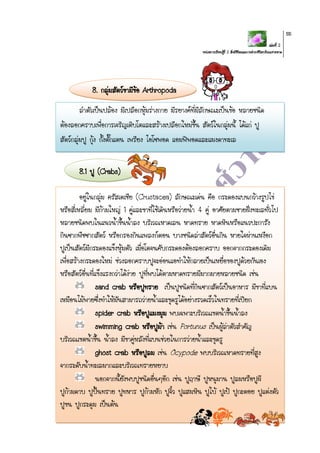 เล่มที่ 2
หน่วยการเรียนรู้ที่ 2 สิ่งมีชีวิตและการดารงชีวิตบริเวณชายหาด
55
8. กลุ่มสัตว์ขามีข้อ Arthropoda
ลาตัวเป็นปล้อง มีเปลือกหุ้มร่างกาย มีรยางค์ที่มีลักษณะเป็นข้อ หลายชนิด
ต้องลอกคราบเพื่อการเจริญเติบโตและสร้างเปลือกใหม่ขึ้น สัตว์ในกลุ่มนี้ ได้แก่ ปู
สัตว์กลุ่มปู กุ้ง กั้งตั๊กแตน เพรียง ไอโซพอด แอมฟิพอดและแมงดาทะเล
8.1 ปู (Crabs)
อยู่ในกลุ่ม ครัสเตเชีย (Crustacea) ลักษณะเด่น คือ กระดองแบนกว้างรูปไข่
หรือสี่เหลี่ยม มีก้ามใหญ่ 1 คู่และขาที่ใช้เดินหรือว่ายน้า 4 คู่ อาศัยตามชายฝั่งทะเลทั่วไป
หลายชนิดพบในแนวน้าขึ้นน้าลง บริเวณหาดเลน หาดทราย หาดหินหรือแนวปะการัง
กินซากพืชซากสัตว์ หรือกรองกินแพลงก์ตอน บางชนิดล่าสัตว์อื่นกิน หายใจผ่านเหงือก
ปูเป็นสัตว์มีกระดองแข็งหุ้มตัว เมื่อโตจนคับกระดองต้องลอกคราบ ออกจากกระดองเดิม
เพื่อสร้างกระดองใหม่ ช่วงลอกคราบปูจะอ่อนแอทาให้กลายเป็นเหยื่อของปูด้วยกันเอง
หรือสัตว์อื่นที่แข็งแรงกว่าได้ง่าย ปูที่พบได้ตามหาดทรายมีมากมายหลายชนิด เช่น
sand crab หรือปูทราย เป็นปูชนิดที่กินซากสัตว์เป็นอาหาร มีขาที่แบน
เหมือนไม้พายซึ่งทาให้มันสามารถว่ายน้าและขุดรูได้อย่างรวดเร็วในทรายที่เปียก
spider crab หรือปูแมงมุม พบเฉพาะบริเวณเขตน้าขึ้นน้าลง
swimming crab หรือปูม้า เช่น Portunus เป็นผู้ล่าตัวสาคัญ
บริเวณเขตน้าขึ้น น้าลง มีขาคู่หลังที่แบนช่วยในการว่ายน้าและขุดรู
ghost crab หรือปูลม เช่น Ocypode พบบริเวณหาดทรายที่สูง
จากระดับน้าทะเลมากและบริเวณทรายหยาบ
นอกจากนี้ยังพบปูชนิดอื่นๆอีก เช่น ปูฤาษี ปูหนุมาน ปูลมหรือปูผี
ปูก้ามดาบ ปูปั้นทราย ปูทหาร ปูก้ามหัก ปูจิ๋ว ปูแสมหิน ปูใบ้ ปูเป้ ปูกะตอย ปูแต่งตัว
ปูขน ปูกระดุม เป็นต้น
 
