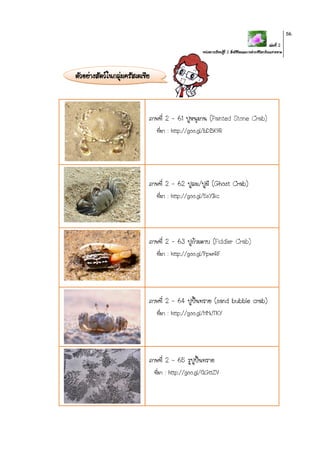 เล่มที่ 2
หน่วยการเรียนรู้ที่ 2 สิ่งมีชีวิตและการดารงชีวิตบริเวณชายหาด
56
ตัวอย่างสัตว์ในกลุ่มครัสเตเชีย
ภาพที่ 2 – 61 ปูหนุมาน (Painted Stone Crab)
ที่มา : http://goo.gl/bDBK9R
ภาพที่ 2 – 62 ปูลม/ปูผี (Ghost Crab)
ที่มา : http://goo.gl/5sYIkc
ภาพที่ 2 – 63 ปูก้ามดาบ (Fiddler Crab)
ที่มา : http://goo.gl/PpwrRF
ภาพที่ 2 – 64 ปูปั้นทราย (sand bubble crab)
ที่มา : http://goo.gl/HMJTKY
ภาพที่ 2 – 65 รูปูปั้นทราย
ที่มา : http://goo.gl/QGttZV
 
