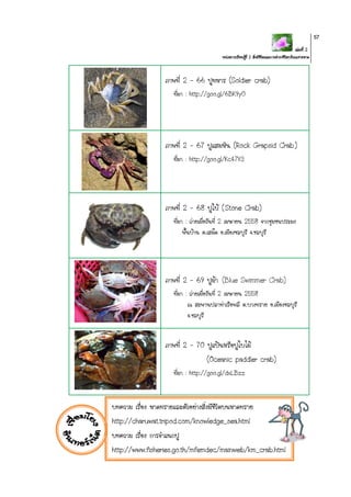 เล่มที่ 2
หน่วยการเรียนรู้ที่ 2 สิ่งมีชีวิตและการดารงชีวิตบริเวณชายหาด
57
บทความ เรื่อง หาดทรายและตัวอย่างสิ่งมีชีวิตบนหาดทราย
http://charuwat.tripod.com/knowledge_sea.html
บทความ เรื่อง การจาแนกปู
http://www.fisheries.go.th/mfemdec/mainweb/km_crab.html
ภาพที่ 2 – 66 ปูทหาร (Soldier crab)
ที่มา : http://goo.gl/6BK9y0
ภาพที่ 2 – 67 ปูแสมหิน (Rock Grapsid Crab)
ที่มา : http://goo.gl/Kc47V3
ภาพที่ 2 – 68 ปูใบ้ (Stone Crab)
ที่มา : ถ่ายเมื่อวันที่ 2 เมษายน 2558 จากชุมชนประมง
พื้นบ้าน ต.เสม็ด อ.เมืองชลบุรี จ.ชลบุรี
ภาพที่ 2 – 69 ปูม้า (Blue Swimmer Crab)
ที่มา : ถ่ายเมื่อวันที่ 2 เมษายน 2558
ณ สะพานปลาท่าเรือพลี ต.บางทราย อ.เมืองชลบุรี
จ.ชลบุรี
ภาพที่ 2 – 70 ปูแป้นหรือปูใบไม้
(Oceanic paddler crab)
ที่มา : http://goo.gl/dxLBzz
 